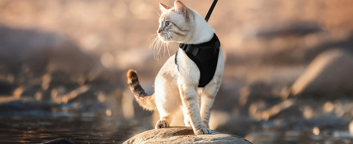 🐾 Arnês com Trela para Gato – Ajustável, Confortável e Antifuga | Ideal para Passeios ao Ar Livre