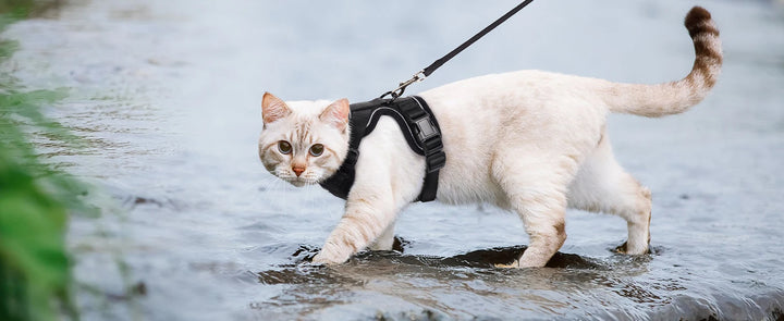 🐾 Arnês com Trela para Gato – Ajustável, Confortável e Antifuga | Ideal para Passeios ao Ar Livre