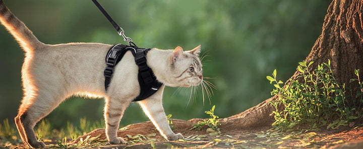 🐾 Arnês com Trela para Gato – Ajustável, Confortável e Antifuga | Ideal para Passeios ao Ar Livre