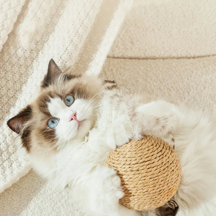 Brinquedo Interativo para Gatos – Bola de Sisal 10cm | Limpeza de Dentes e Estímulo para Gatinhos 🐾